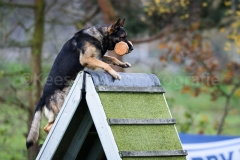 15-11-2015 25 jaar Nederland Belgë VDH Nederland-VVDH België Wouwse Plantage Nederland foto: kees Nouws :