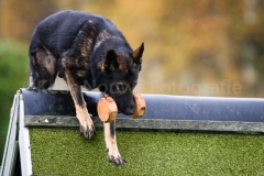 15-11-2015 25 jaar Nederland Belgë VDH Nederland-VVDH België Wouwse Plantage Nederland foto: kees Nouws :