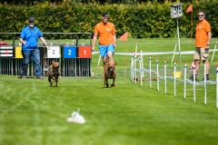 23-08-2015 Rhodesian Ridgeback Club Nederland Coursing Venlo Nederland foto: kees Nouws : 23-08-2015 Rhodesian Ridgeback Club Nederland Coursing Venlo Nederland foto: kees Nouws :