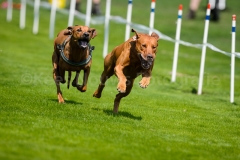 23-08-2015 Rhodesian Ridgeback Club Nederland Coursing Venlo Nederland foto: kees Nouws : 23-08-2015 Rhodesian Ridgeback Club Nederland Coursing Venlo Nederland foto: kees Nouws :