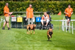 23-08-2015 Rhodesian Ridgeback Club Nederland Coursing Venlo Nederland foto: kees Nouws : 23-08-2015 Rhodesian Ridgeback Club Nederland Coursing Venlo Nederland foto: kees Nouws :