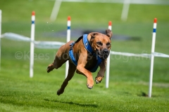 23-08-2015 Rhodesian Ridgeback Club Nederland Coursing Venlo Nederland foto: kees Nouws : 23-08-2015 Rhodesian Ridgeback Club Nederland Coursing Venlo Nederland foto: kees Nouws :