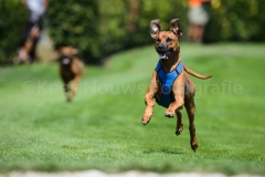 23-08-2015 Rhodesian Ridgeback Club Nederland Coursing Venlo Nederland foto: kees Nouws : 23-08-2015 Rhodesian Ridgeback Club Nederland Coursing Venlo Nederland foto: kees Nouws :