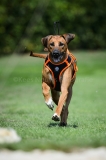 23-08-2015 Rhodesian Ridgeback Club Nederland Coursing Venlo Nederland foto: kees Nouws : 23-08-2015 Rhodesian Ridgeback Club Nederland Coursing Venlo Nederland foto: kees Nouws :