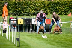 23-08-2015 Rhodesian Ridgeback Club Nederland Coursing Venlo Nederland foto: kees Nouws : 23-08-2015 Rhodesian Ridgeback Club Nederland Coursing Venlo Nederland foto: kees Nouws :