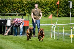 23-08-2015 Rhodesian Ridgeback Club Nederland Coursing Venlo Nederland foto: kees Nouws : 23-08-2015 Rhodesian Ridgeback Club Nederland Coursing Venlo Nederland foto: kees Nouws :