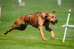 23-08-2015 Rhodesian Ridgeback Club Nederland Coursing Venlo Nederland foto: kees Nouws : 23-08-2015 Rhodesian Ridgeback Club Nederland Coursing Venlo Nederland foto: kees Nouws :