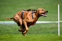 23-08-2015 Rhodesian Ridgeback Club Nederland Coursing Venlo Nederland foto: kees Nouws : 23-08-2015 Rhodesian Ridgeback Club Nederland Coursing Venlo Nederland foto: kees Nouws :