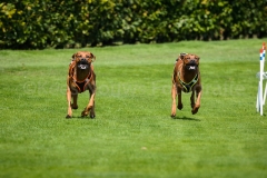 23-08-2015 Rhodesian Ridgeback Club Nederland Coursing Venlo Nederland foto: kees Nouws : 23-08-2015 Rhodesian Ridgeback Club Nederland Coursing Venlo Nederland foto: kees Nouws :