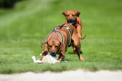 23-08-2015 Rhodesian Ridgeback Club Nederland Coursing Venlo Nederland foto: kees Nouws : 23-08-2015 Rhodesian Ridgeback Club Nederland Coursing Venlo Nederland foto: kees Nouws :