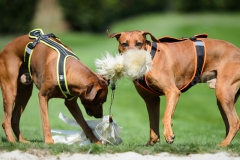 23-08-2015 Rhodesian Ridgeback Club Nederland Coursing Venlo Nederland foto: kees Nouws : 23-08-2015 Rhodesian Ridgeback Club Nederland Coursing Venlo Nederland foto: kees Nouws :