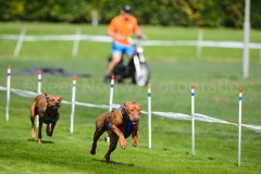 23-08-2015 Rhodesian Ridgeback Club Nederland Coursing Venlo Nederland foto: kees Nouws : 23-08-2015 Rhodesian Ridgeback Club Nederland Coursing Venlo Nederland foto: kees Nouws :