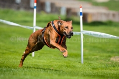 23-08-2015 Rhodesian Ridgeback Club Nederland Coursing Venlo Nederland foto: kees Nouws : 23-08-2015 Rhodesian Ridgeback Club Nederland Coursing Venlo Nederland foto: kees Nouws :