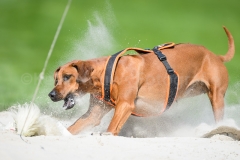23-08-2015 Rhodesian Ridgeback Club Nederland Coursing Venlo Nederland foto: kees Nouws : 23-08-2015 Rhodesian Ridgeback Club Nederland Coursing Venlo Nederland foto: kees Nouws :