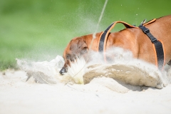 23-08-2015 Rhodesian Ridgeback Club Nederland Coursing Venlo Nederland foto: kees Nouws : 23-08-2015 Rhodesian Ridgeback Club Nederland Coursing Venlo Nederland foto: kees Nouws :