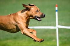 23-08-2015 Rhodesian Ridgeback Club Nederland Coursing Venlo Nederland foto: kees Nouws : 23-08-2015 Rhodesian Ridgeback Club Nederland Coursing Venlo Nederland foto: kees Nouws :