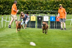 23-08-2015 Rhodesian Ridgeback Club Nederland Coursing Venlo Nederland foto: kees Nouws : 23-08-2015 Rhodesian Ridgeback Club Nederland Coursing Venlo Nederland foto: kees Nouws :