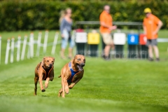23-08-2015 Rhodesian Ridgeback Club Nederland Coursing Venlo Nederland foto: kees Nouws : 23-08-2015 Rhodesian Ridgeback Club Nederland Coursing Venlo Nederland foto: kees Nouws :