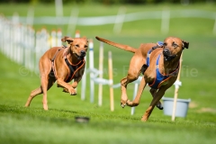 23-08-2015 Rhodesian Ridgeback Club Nederland Coursing Venlo Nederland foto: kees Nouws : 23-08-2015 Rhodesian Ridgeback Club Nederland Coursing Venlo Nederland foto: kees Nouws :